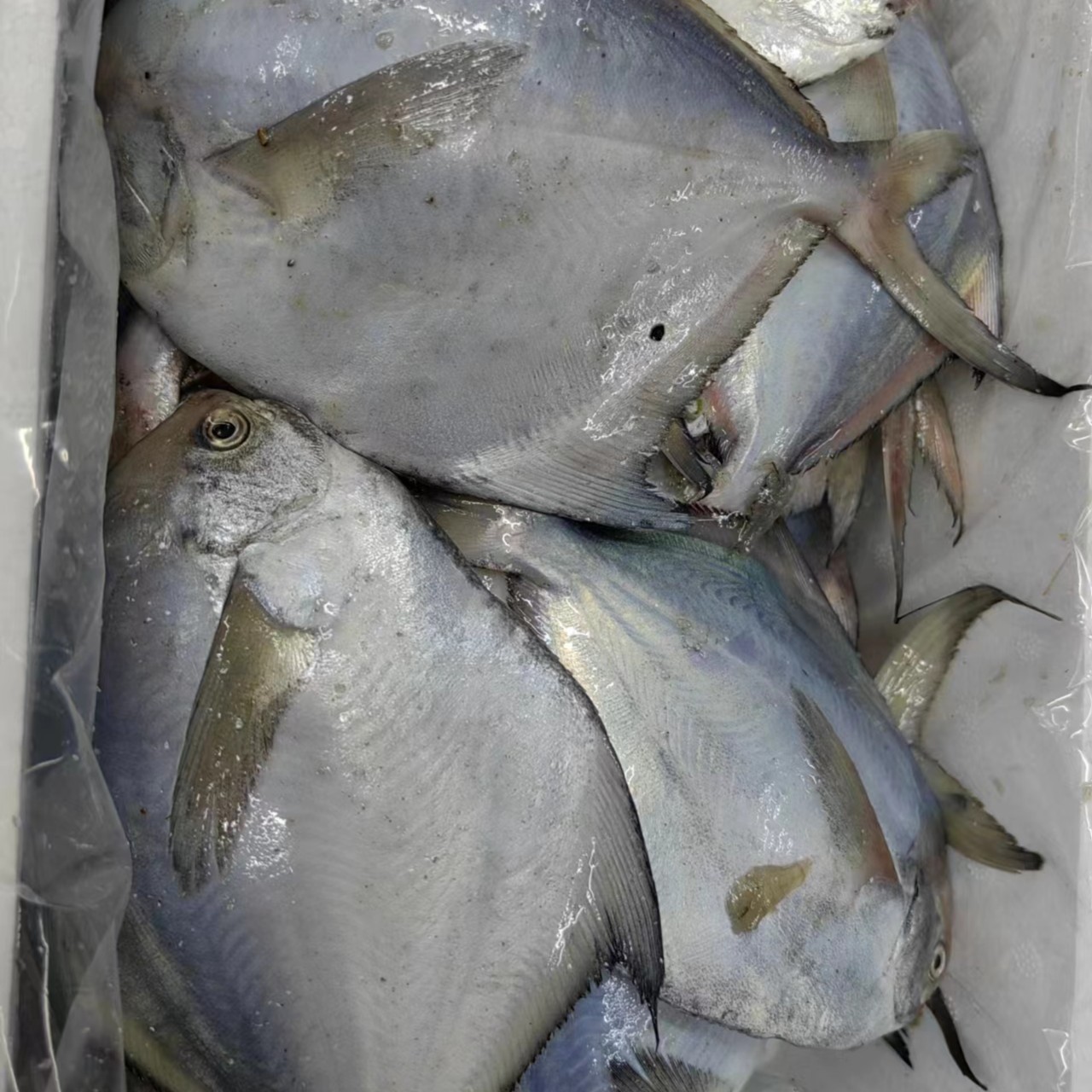 大连渤海湾野生银鲳鱼