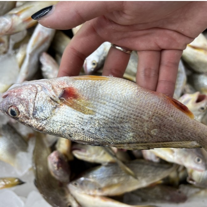 大连新鲜铜锣鱼/皇姑鱼