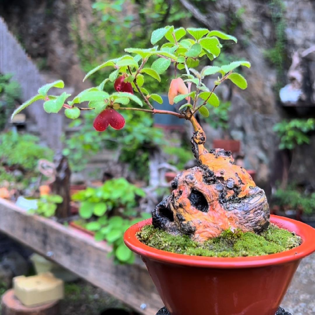 爱心果 黄栌 棠梨白色春季客厅品牌开放