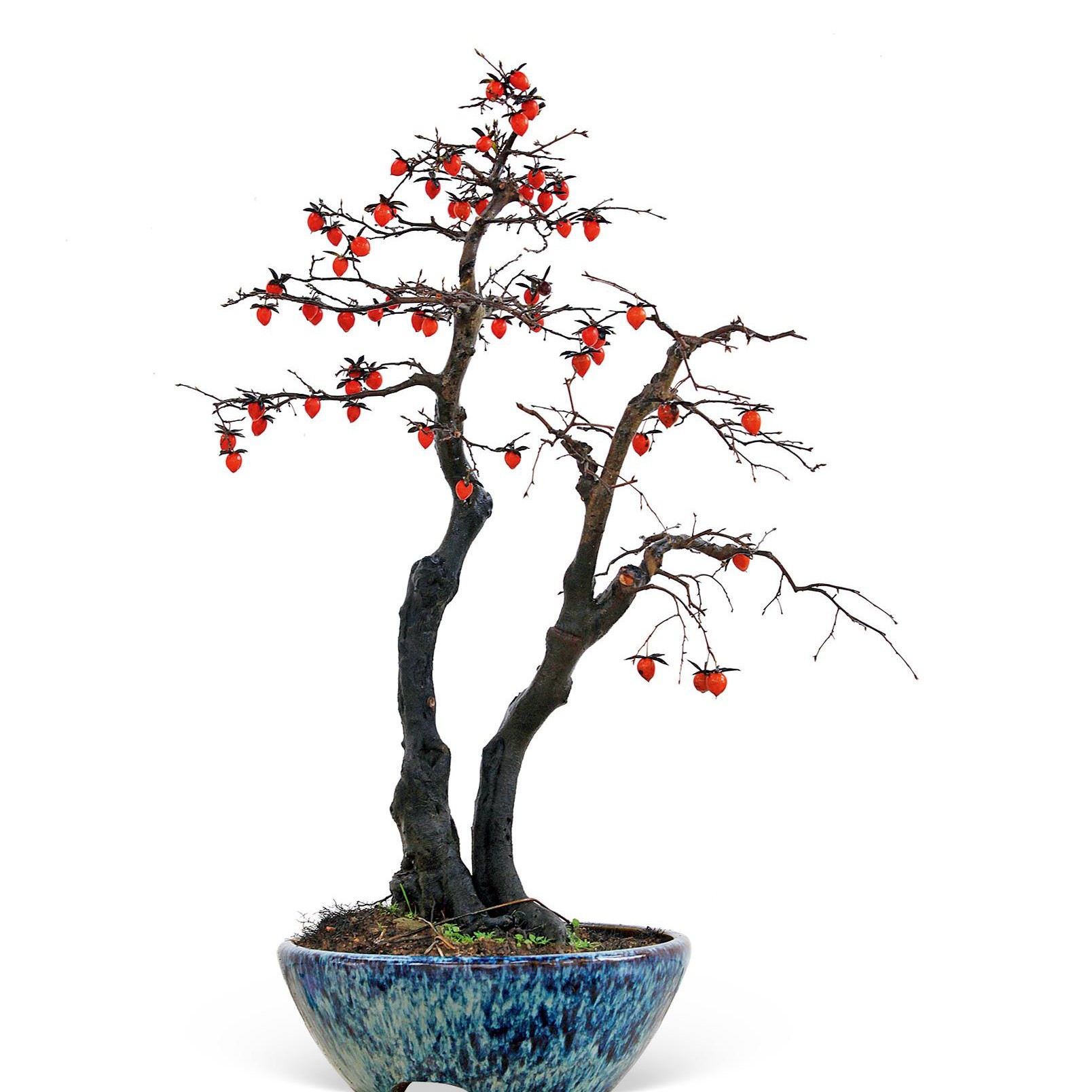 老鸦柿绿植盆栽老桩盆景绿植带果山里红雀梅紫藤花栀子花羊奶果等