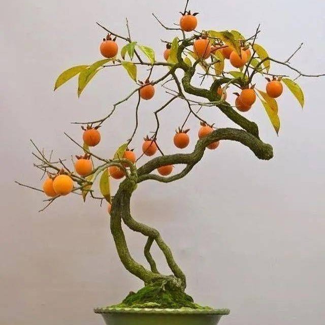 老鸦柿山里红雀梅紫藤花栀子花羊奶果等盆景园艺绿植素材