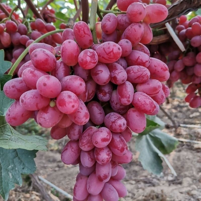 克伦生红提葡萄树苗南北方种植爬藤果树苗盆栽地栽大苗小苗
