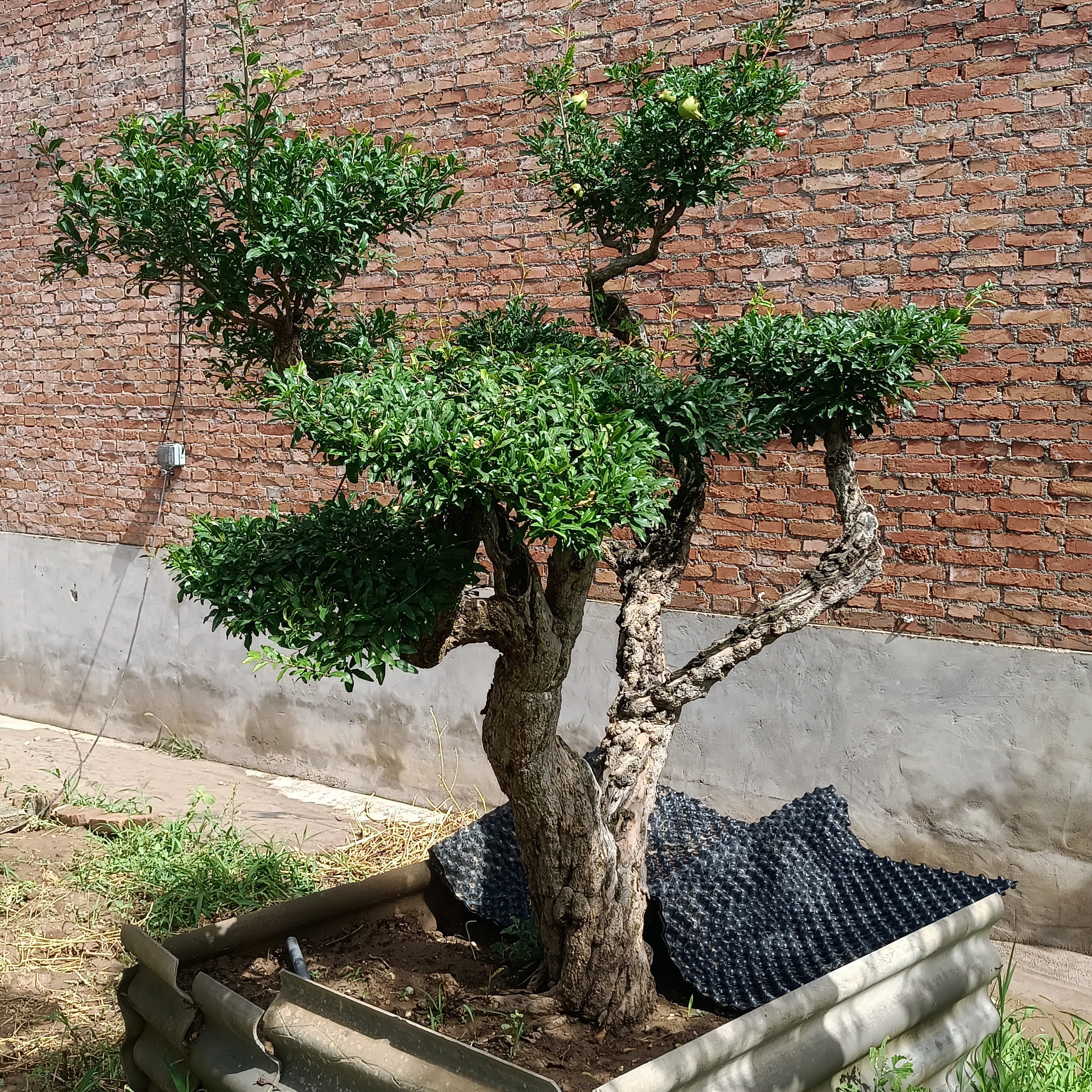 别墅庭院景观石榴树