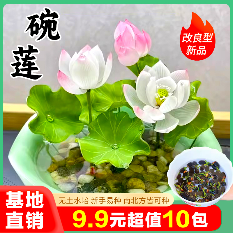 9.9元10包【水培碗莲种子】盆栽种植水养水培莲花四季开花送营养液