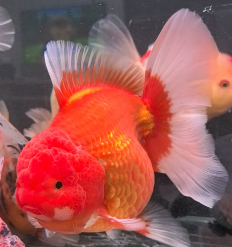 鱼乐乐观赏鱼到货请拍开箱视频