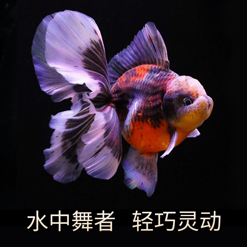 随机盲盒泰狮一条，不可调换