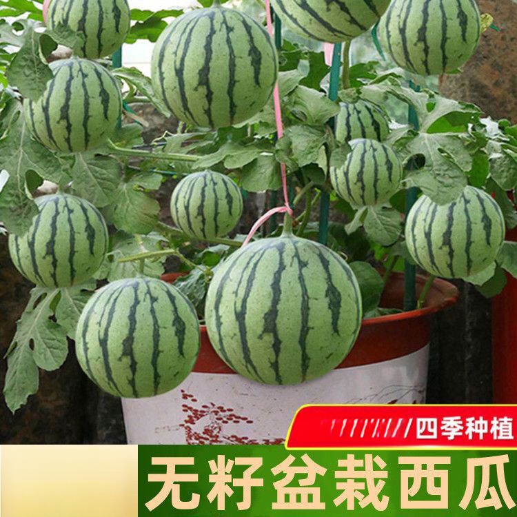甜蜜罐小西瓜种子无籽小西瓜种子四季种植阳台庭院盆栽薄皮西瓜