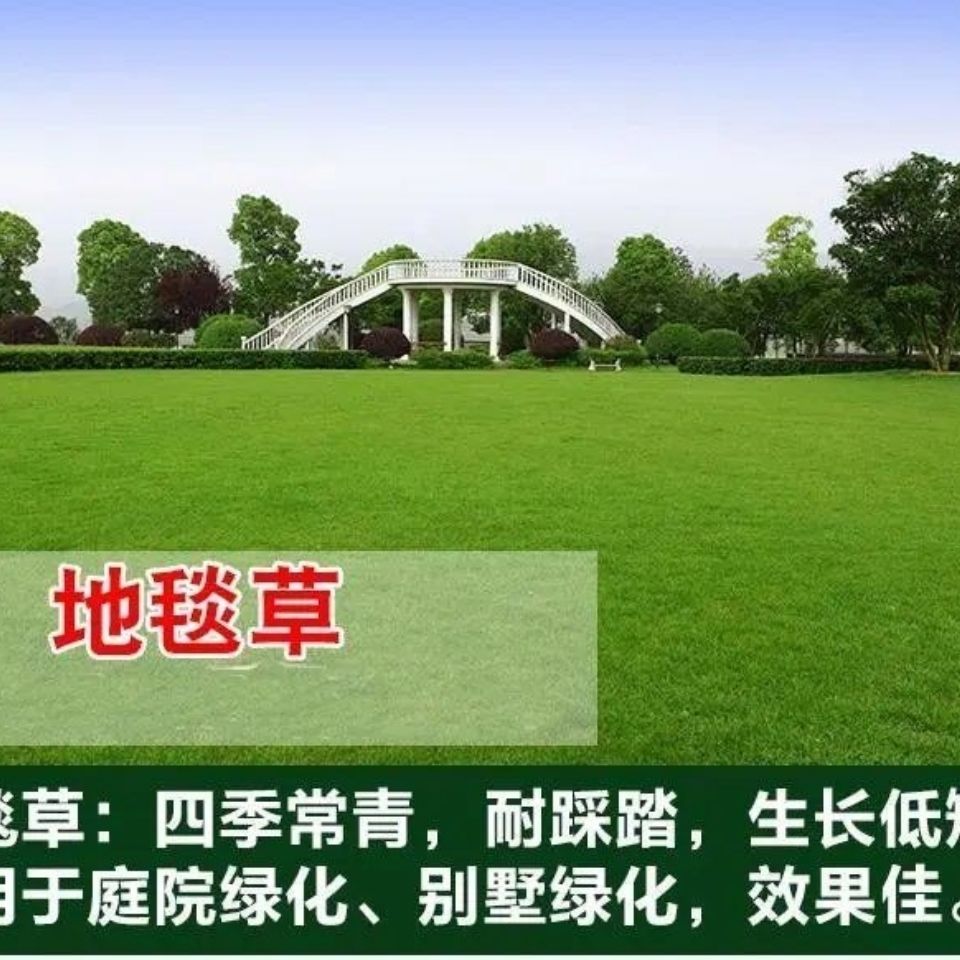 地毯草种籽免修剪四季常青庭院别墅绿化草坪种子冬季耐寒草籽