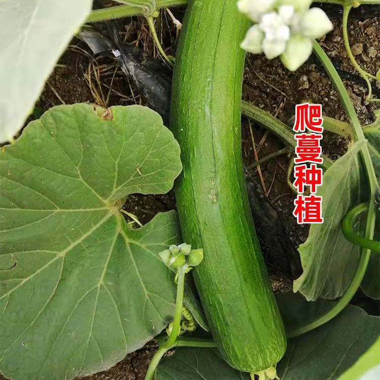 肉丝瓜种子高产早熟丝瓜种子四季南方丝瓜籽农家阳台蔬菜种子