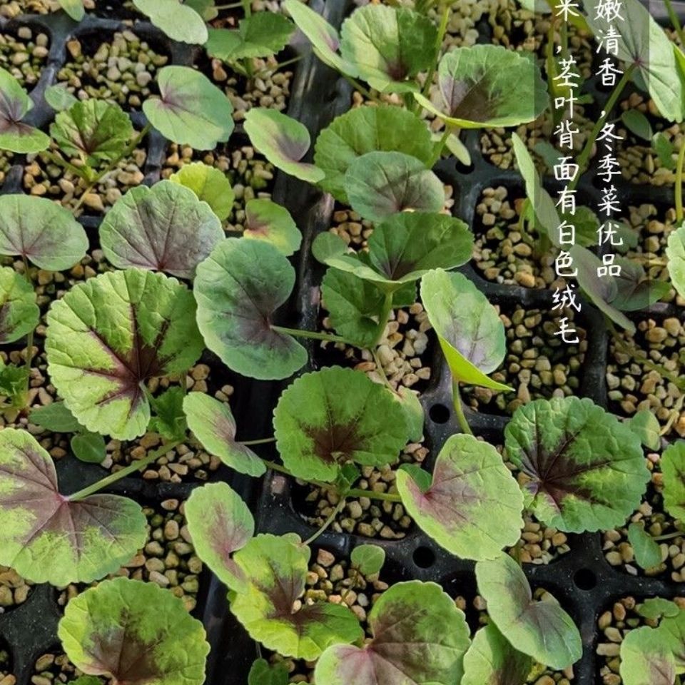 糯米冬寒菜种子四季种植冬寒菜蔬菜种子苋菜阳台菜园盆栽均可庭院