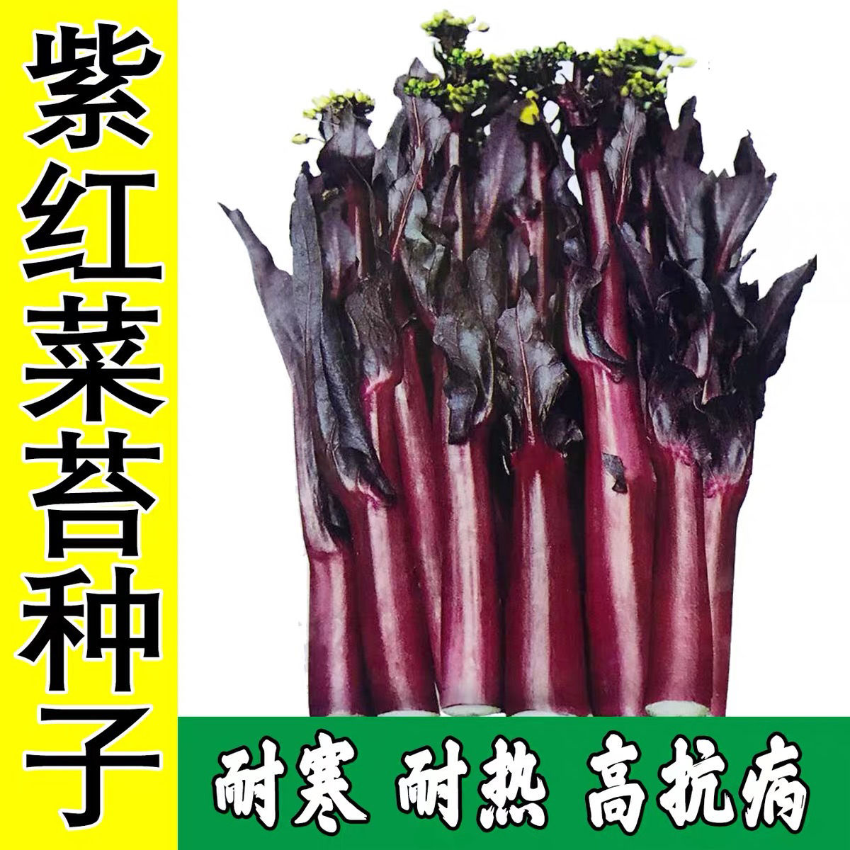 红菜苔早熟春季蔬莱孑广东菜心籽四季红菜心南方蔬菜种子
