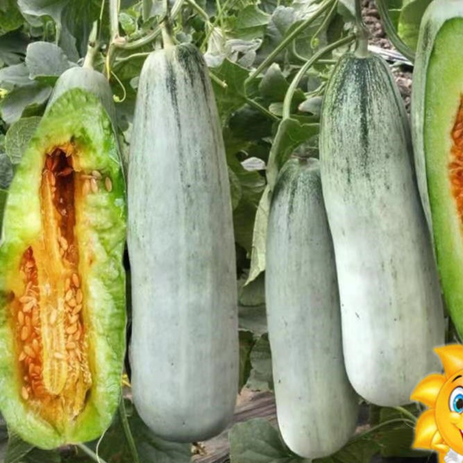 羊角蜜甜瓜种籽羊角酥甜瓜种子香瓜苗四季播田园阳台盆栽