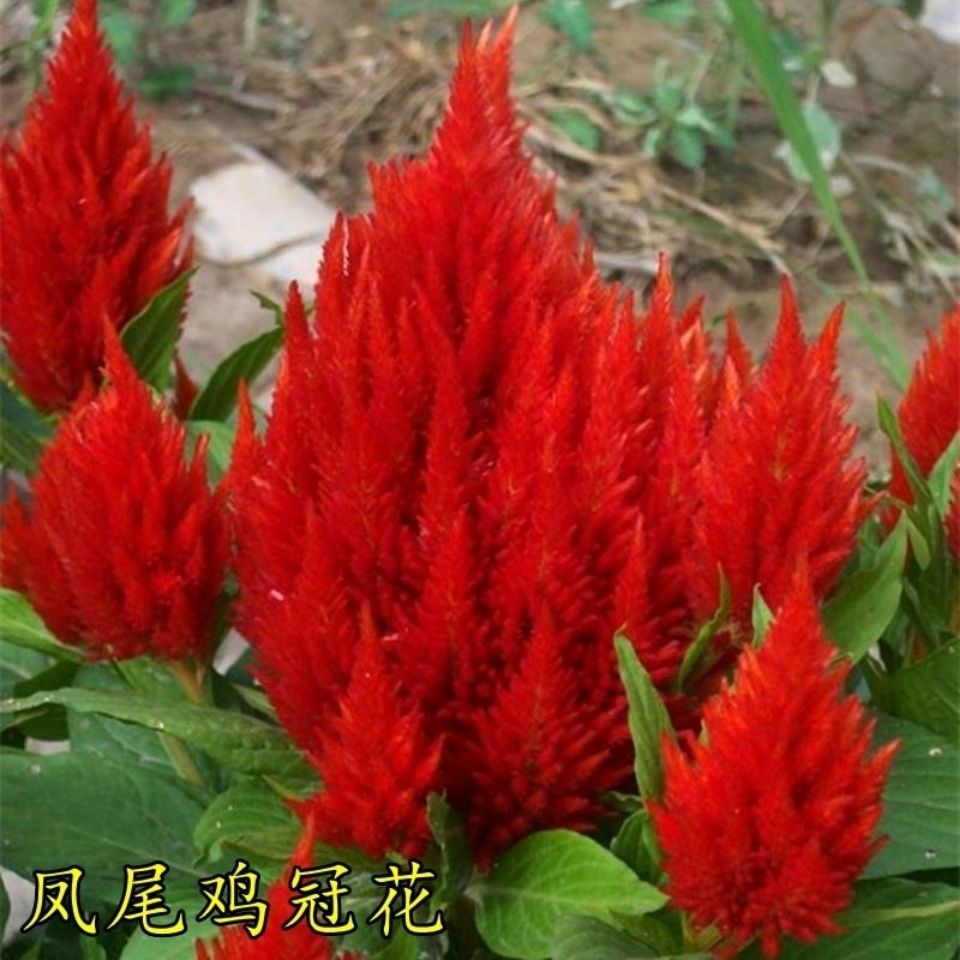 百花园火炬鸡冠花花卉种子阳台盆栽花草庭院绿植四季花种子