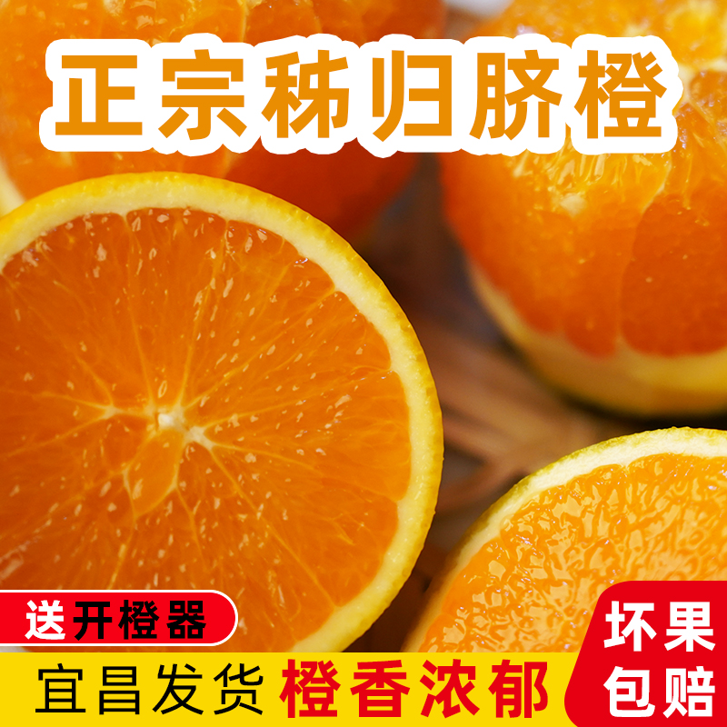 正宗秭归九月红果冻橙现摘现发新鲜橙子秭归脐橙产地直发