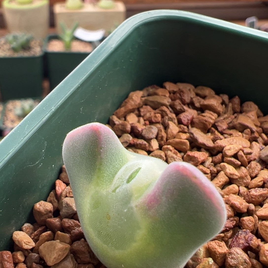 亮*晶289。青蛙大眼空蝉。