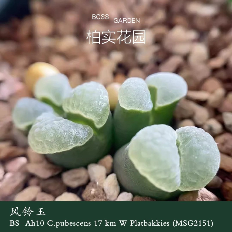 青蛙种源MSG2151大型极窗风铃 绒白窗墨绿体 多肉植物