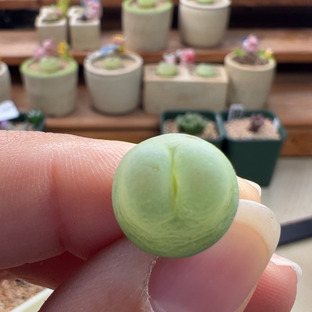 787。四年sh1200拉登。