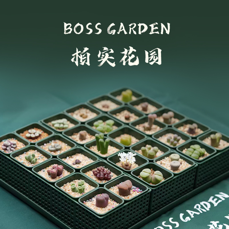 柏实5.5方多肉花盆套装整理加厚矮方盆花卉肉锥景天通用韩式精致