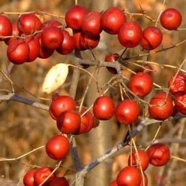绿植盆栽地载 南北方种植