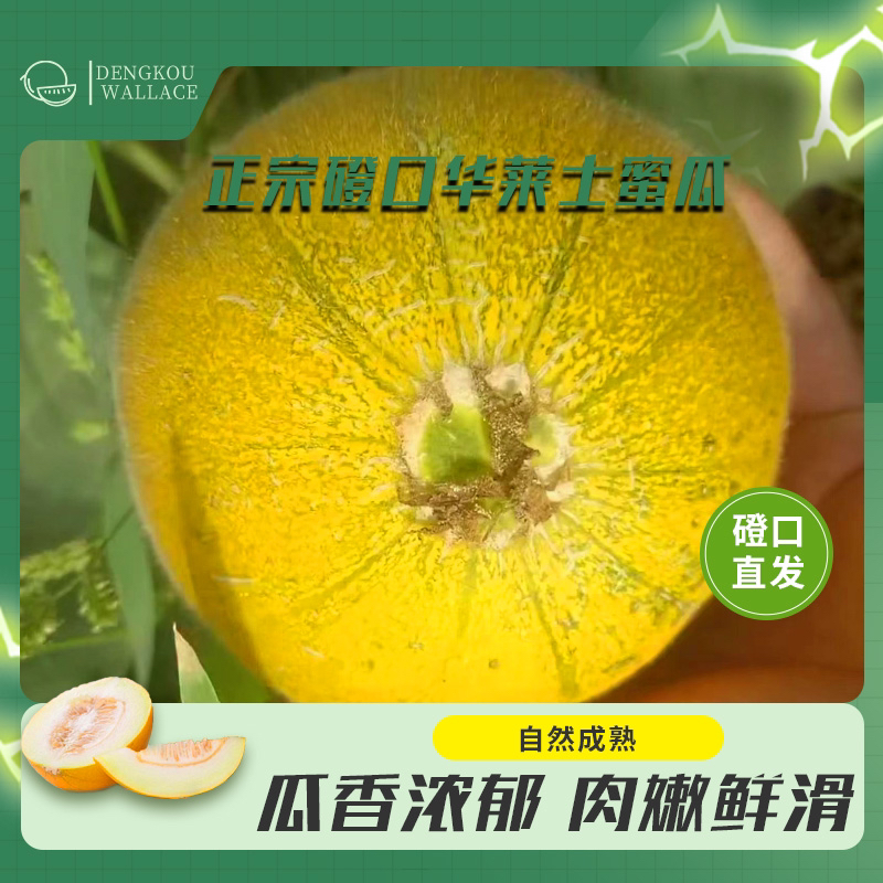 [顺丰包邮]磴口产地正宗华莱士瓜香甜可口甜瓜坏果包赔