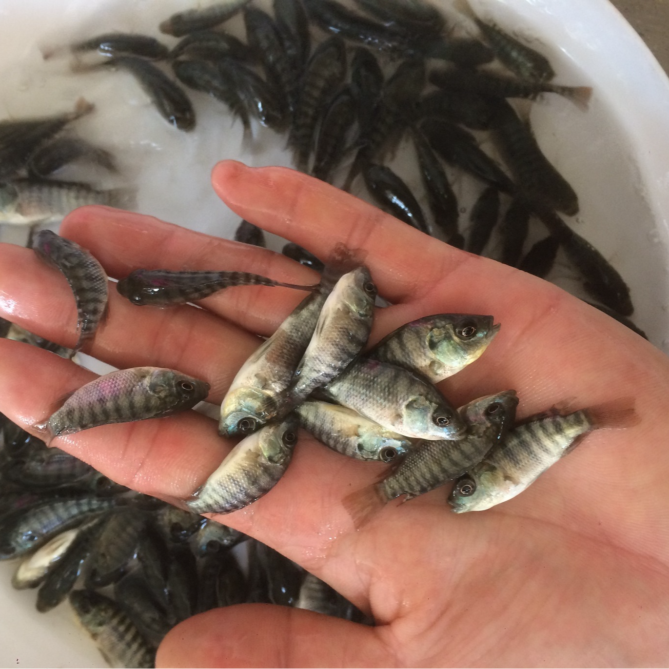 罗非鱼 福寿鱼 淡水鱼  宠物观赏鱼