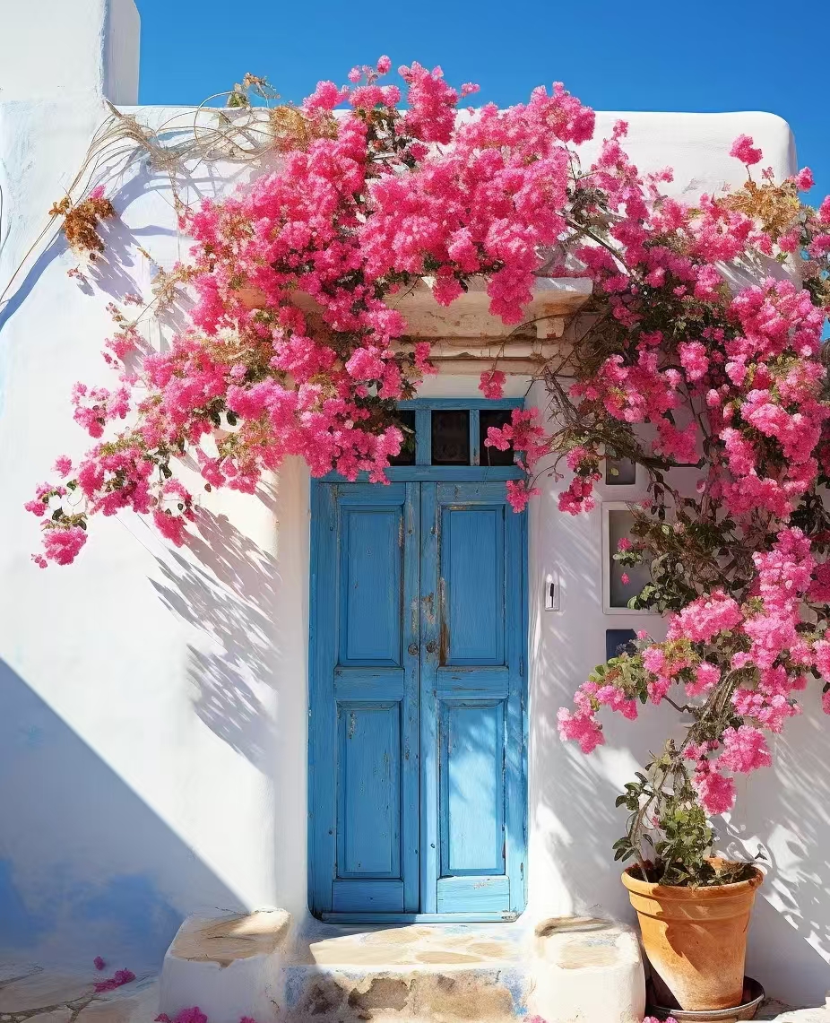 等你【26.8三角梅】1加仑盆室内室外种植好养爬藤盆栽花卉--单盆