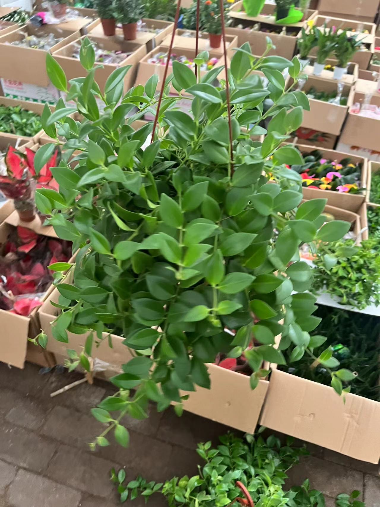 口红吊兰盆栽绿植