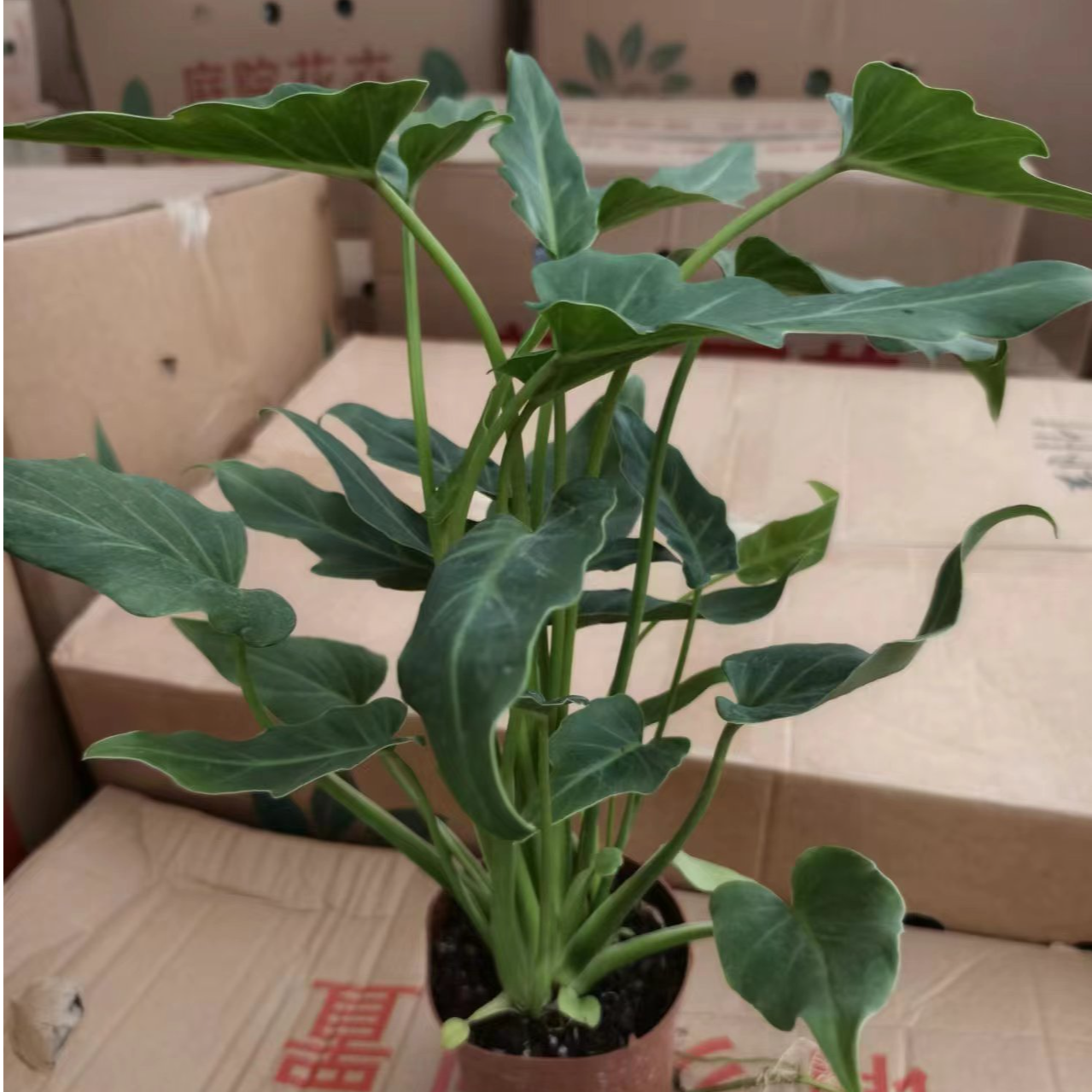 110小天使绿植盆栽