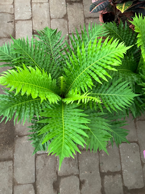富贵觉室内盆栽植物（浪漫七夕礼）