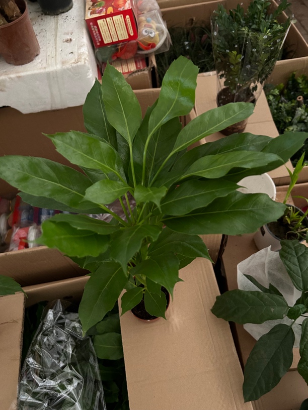 阿尔法木本室内外植物
