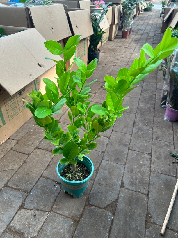 大盆益母子盆栽绿植