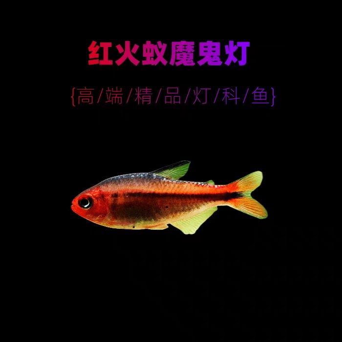 红火蚁 高端稀有热带灯科鱼 观赏热带鱼草缸群游鱼稀有小型观赏鱼