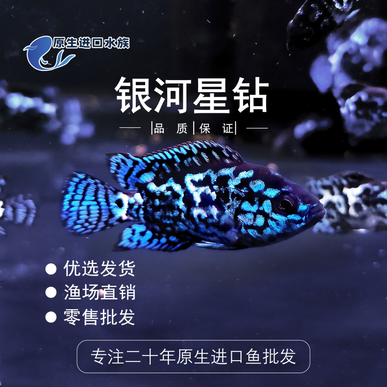 银河星钻鱼珍珠豹鱼慈鲷美洲短鲷热带观赏鱼活体新手皮实好养耐活