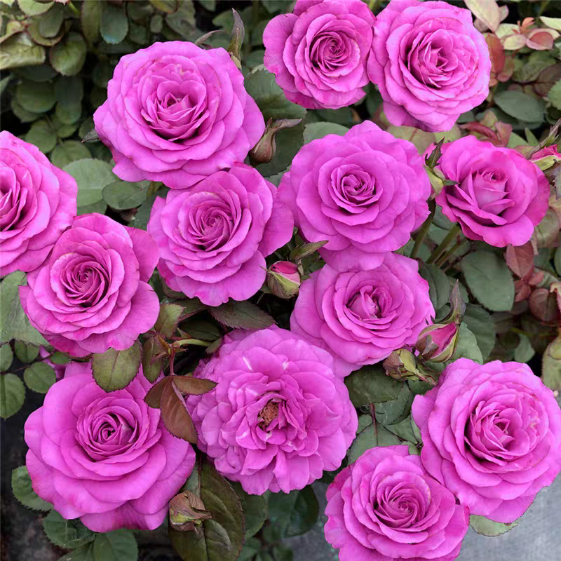 阳台系列  冥王星阳台月季花 多头大花微型月季