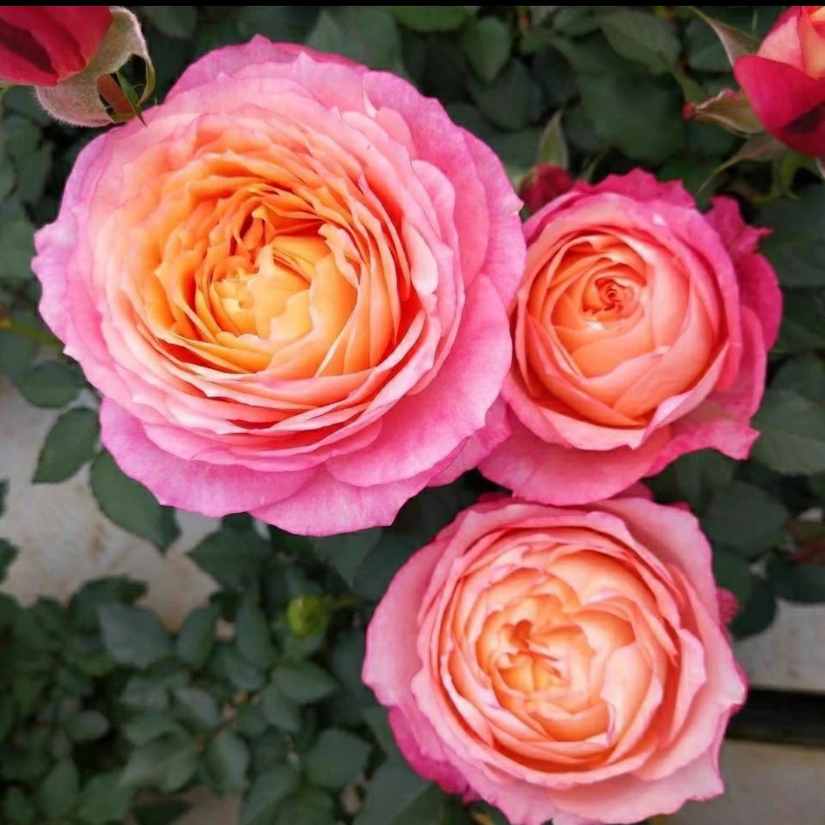 大花美人 月季花苗玫瑰花苗大花花卉绿植物盆栽月季蔷薇庭院阳台