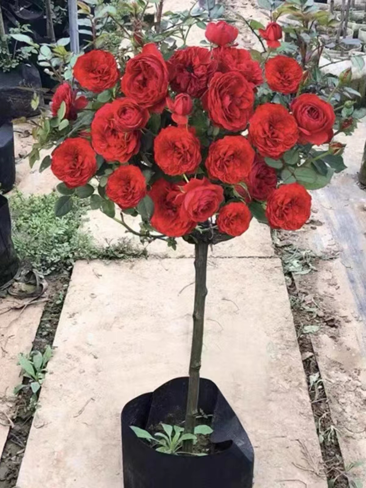 中国红欧月棒棒糖月季花红苹果大花浓香四季开花