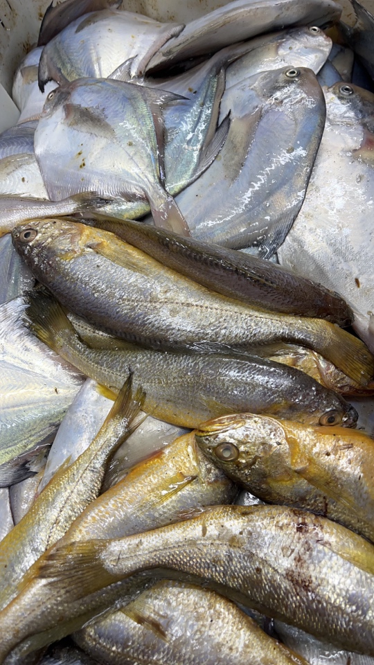 大连自选鱼（现场称重）