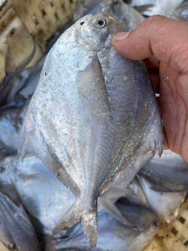 大连野生鲳鱼 4斤