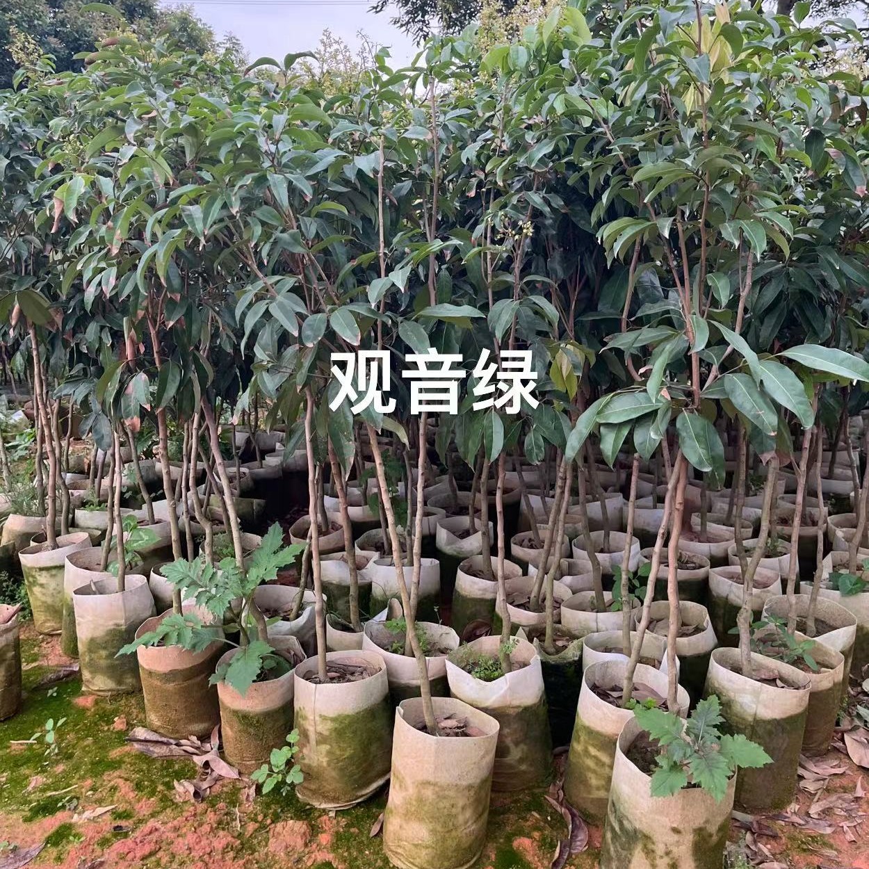 观音绿包邮偏远地区除外直播专用慎拍