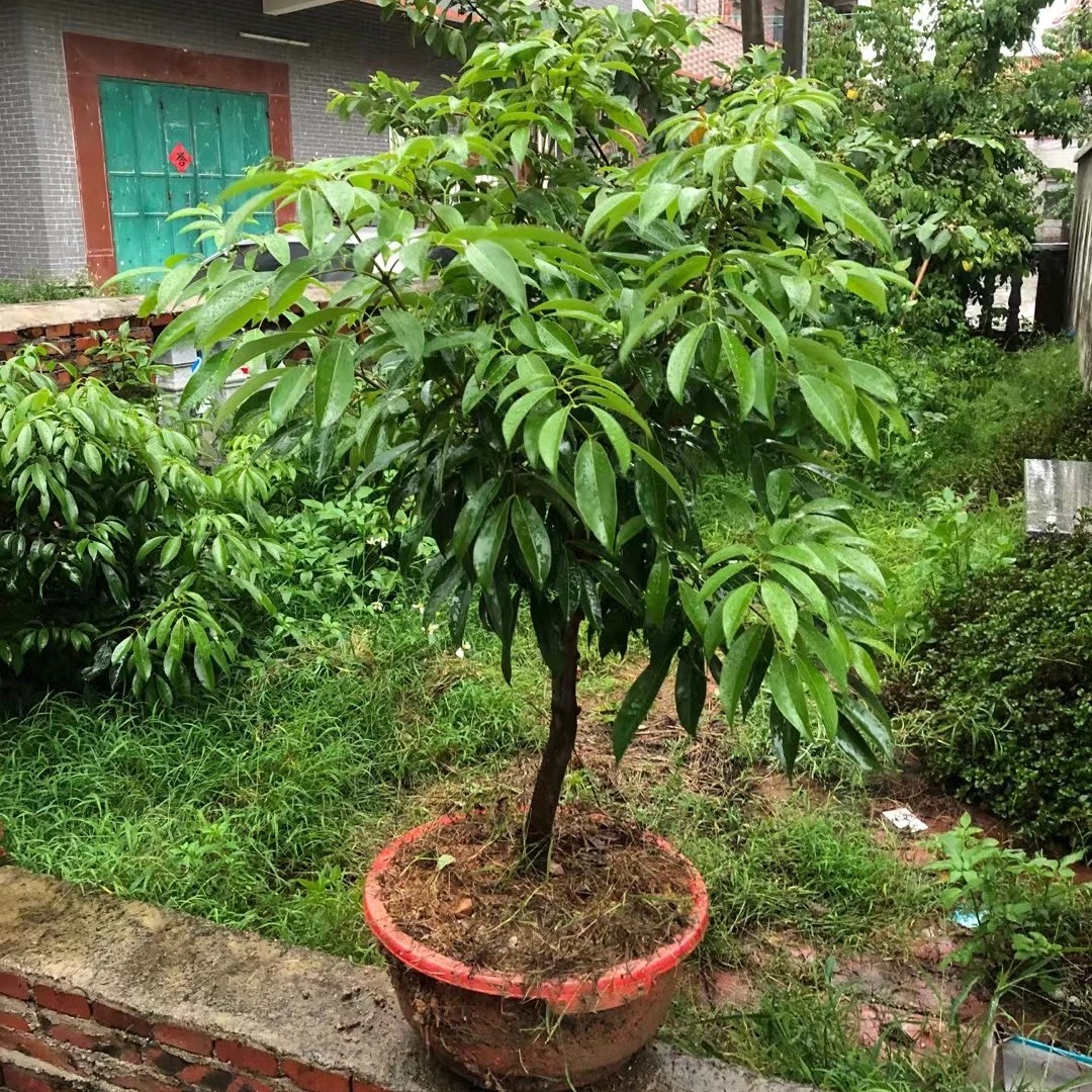 增城冰荔嫁接包邮偏远地区除外