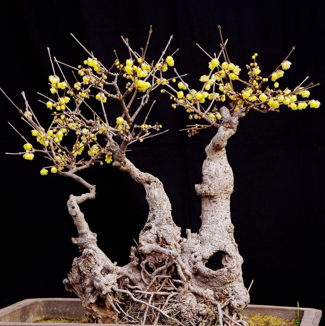 腊梅盆栽地栽浓香型耐寒腊梅盆景苗木地景木本植物田园耐旱腊梅