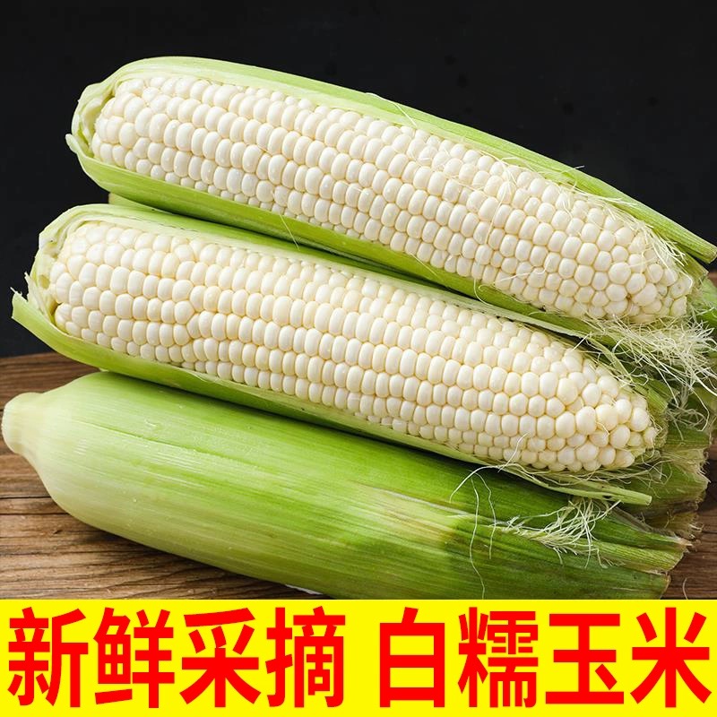 【25年新鲜水果白糯玉米】当季现摘现发农家水果甜糯玉米棒整箱包邮