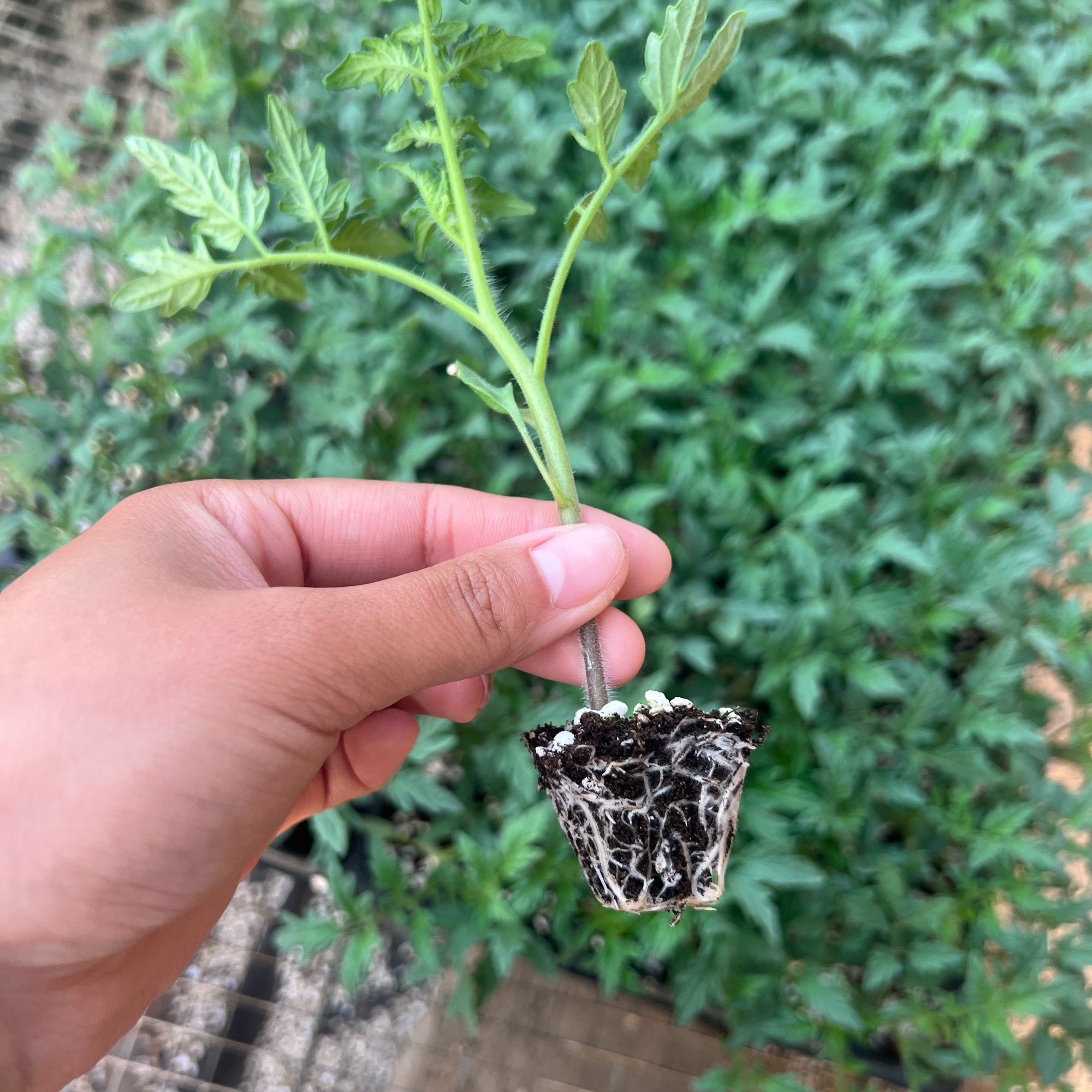 山东寿光苗场直发 大粉番茄苗口感绵密蔬菜苗带土种植品种