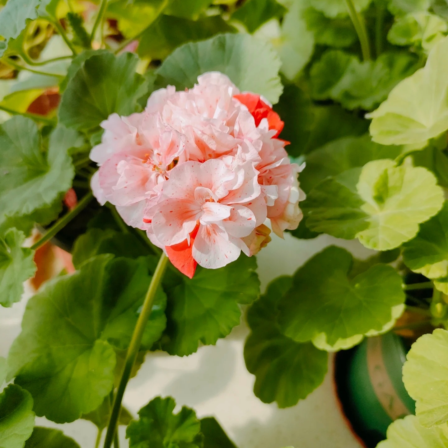 【仙农卡尔】直立天竺葵