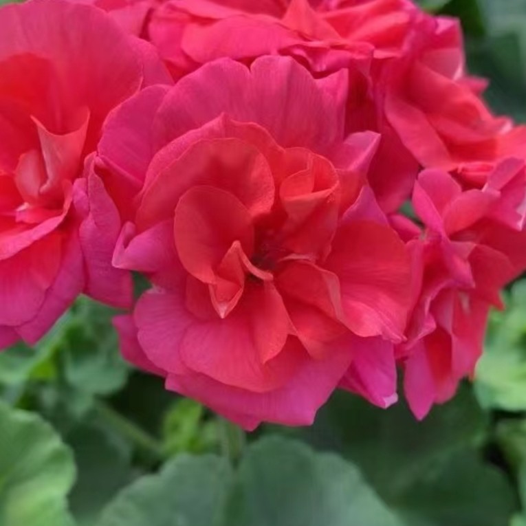 蜜思巴黎室内绿植盆栽