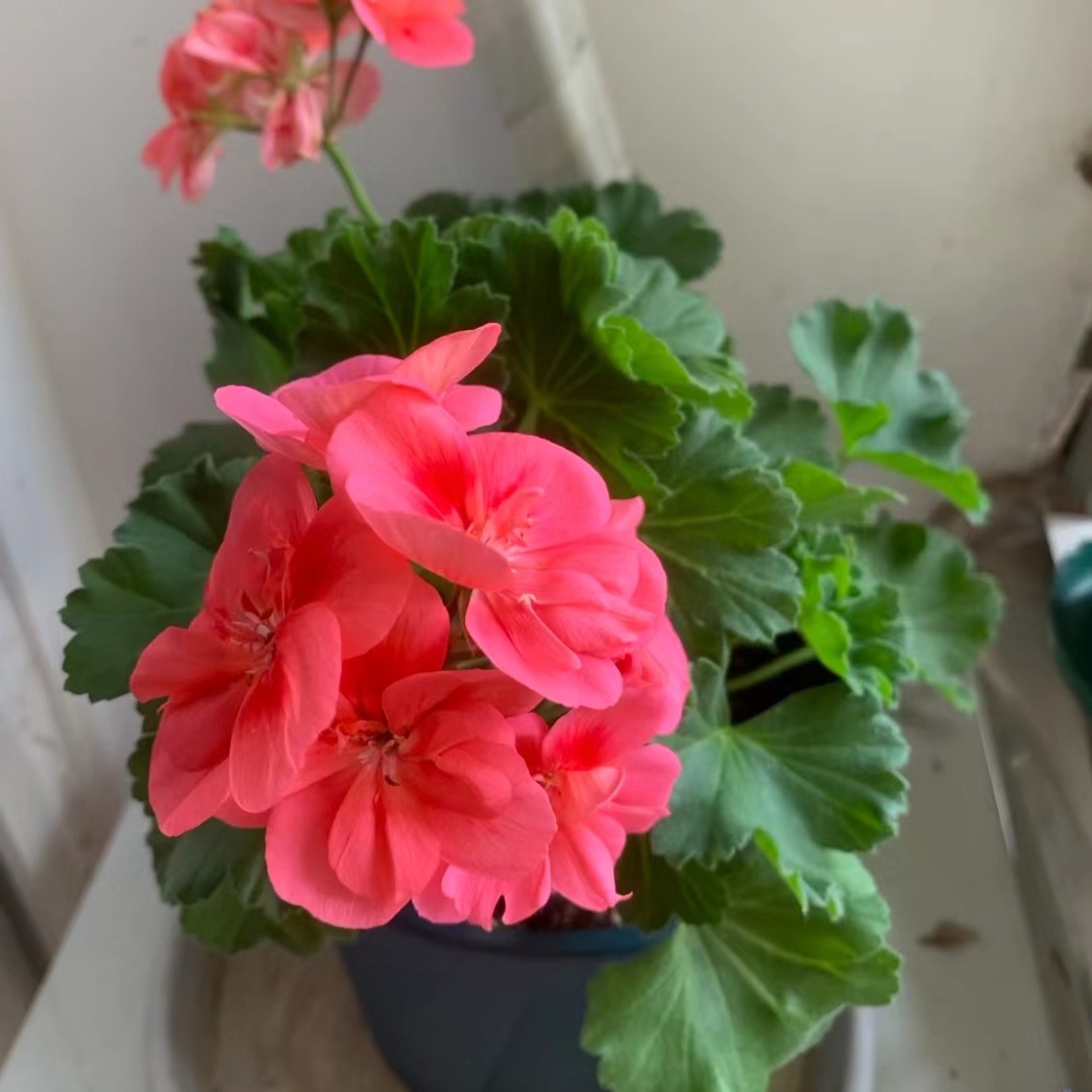 美人妆 天竺葵室内绿植盆栽