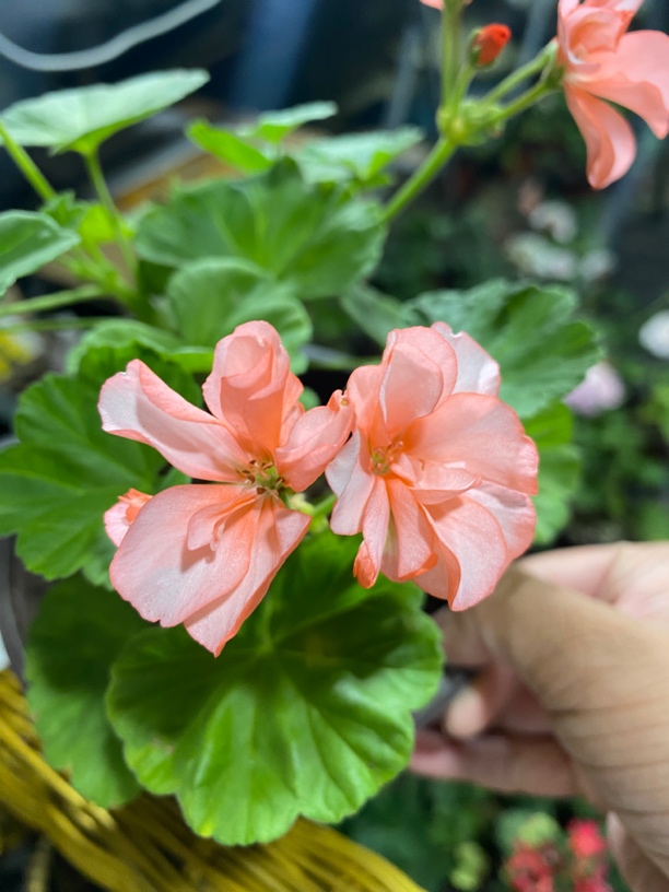 【再见梦想】直立天竺葵（零下拍保温冻坏不售后）