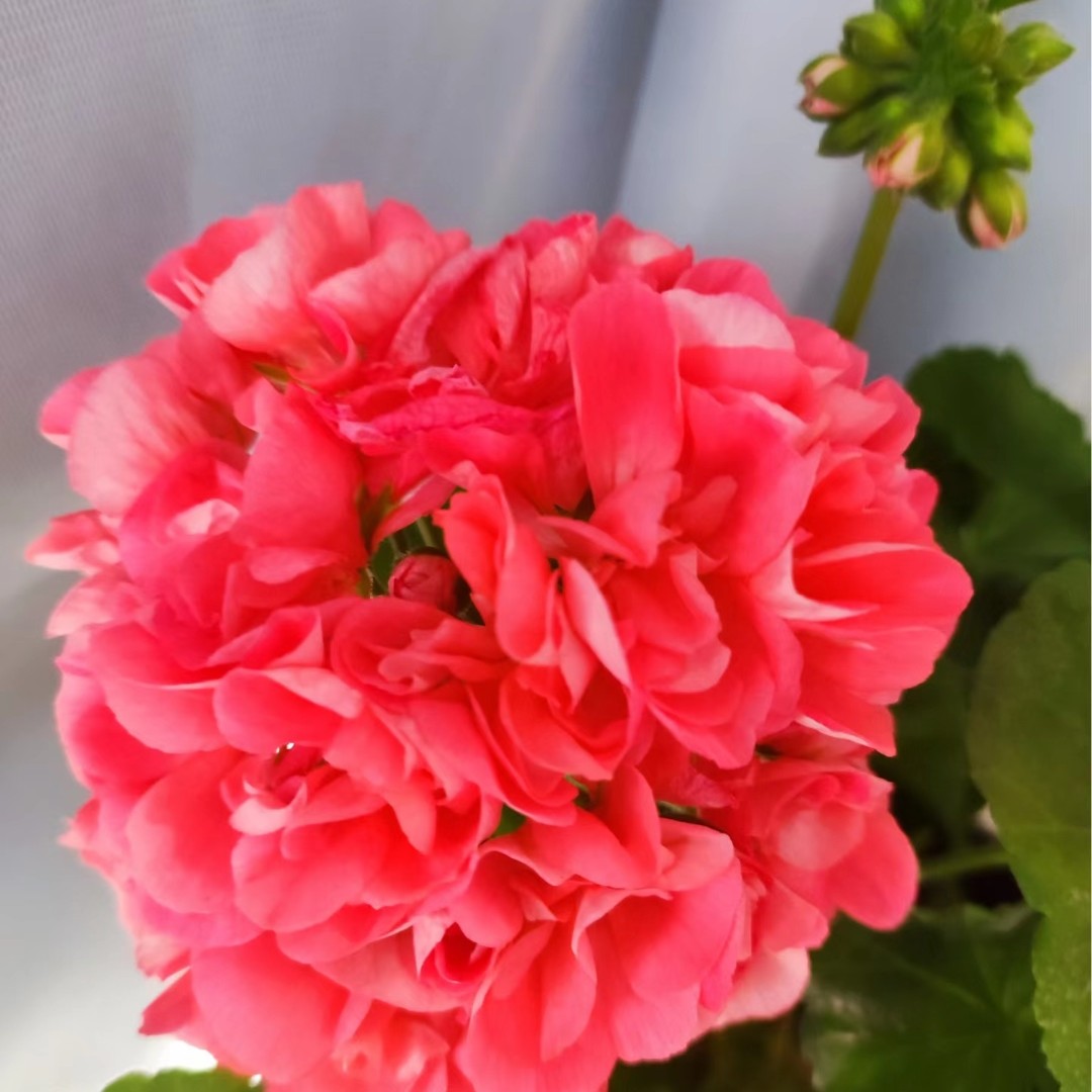 【高地魅力】室内绿植盆栽