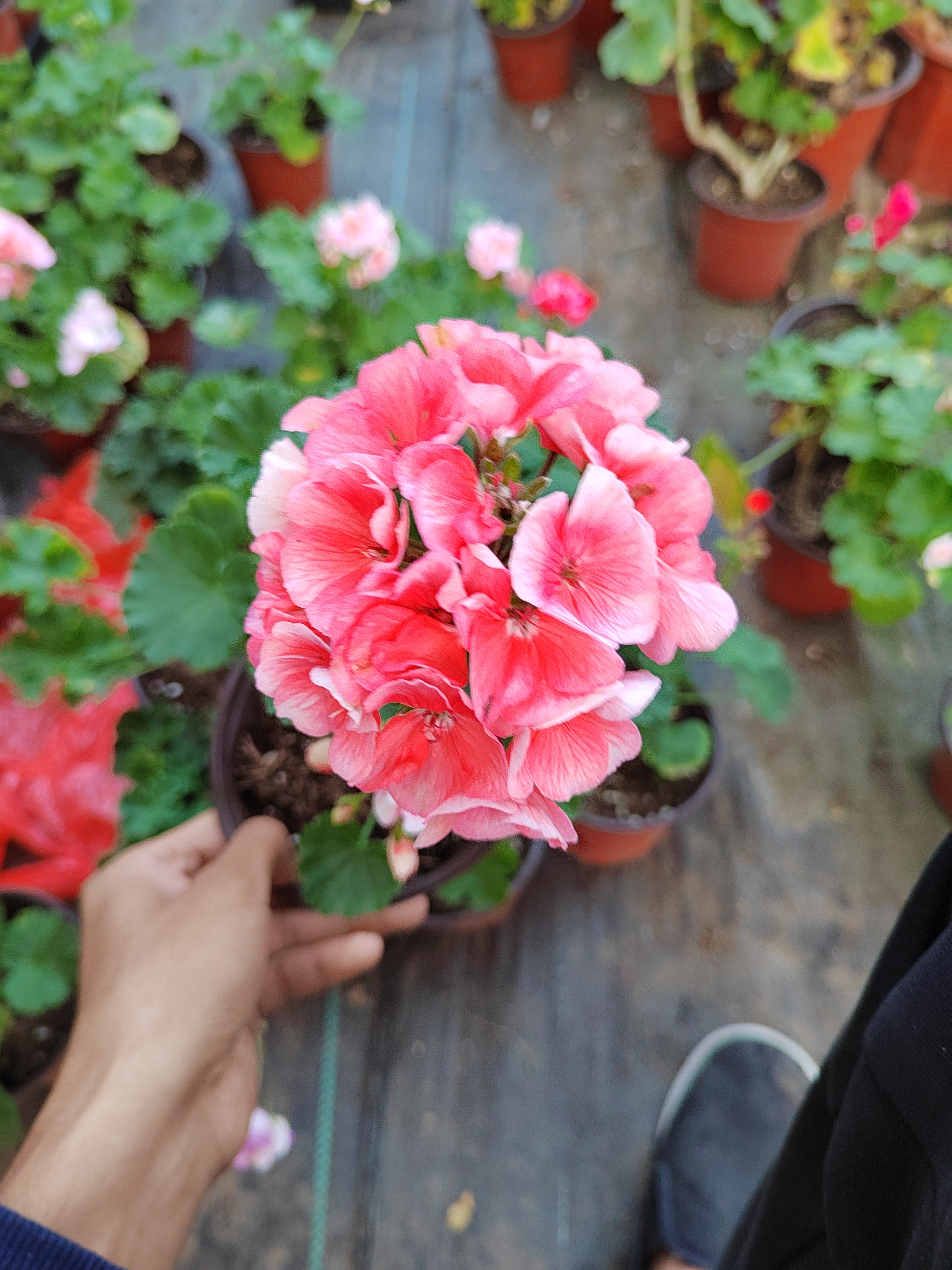 【大魔法】直立天竺葵（零下拍保温冻坏不售后）