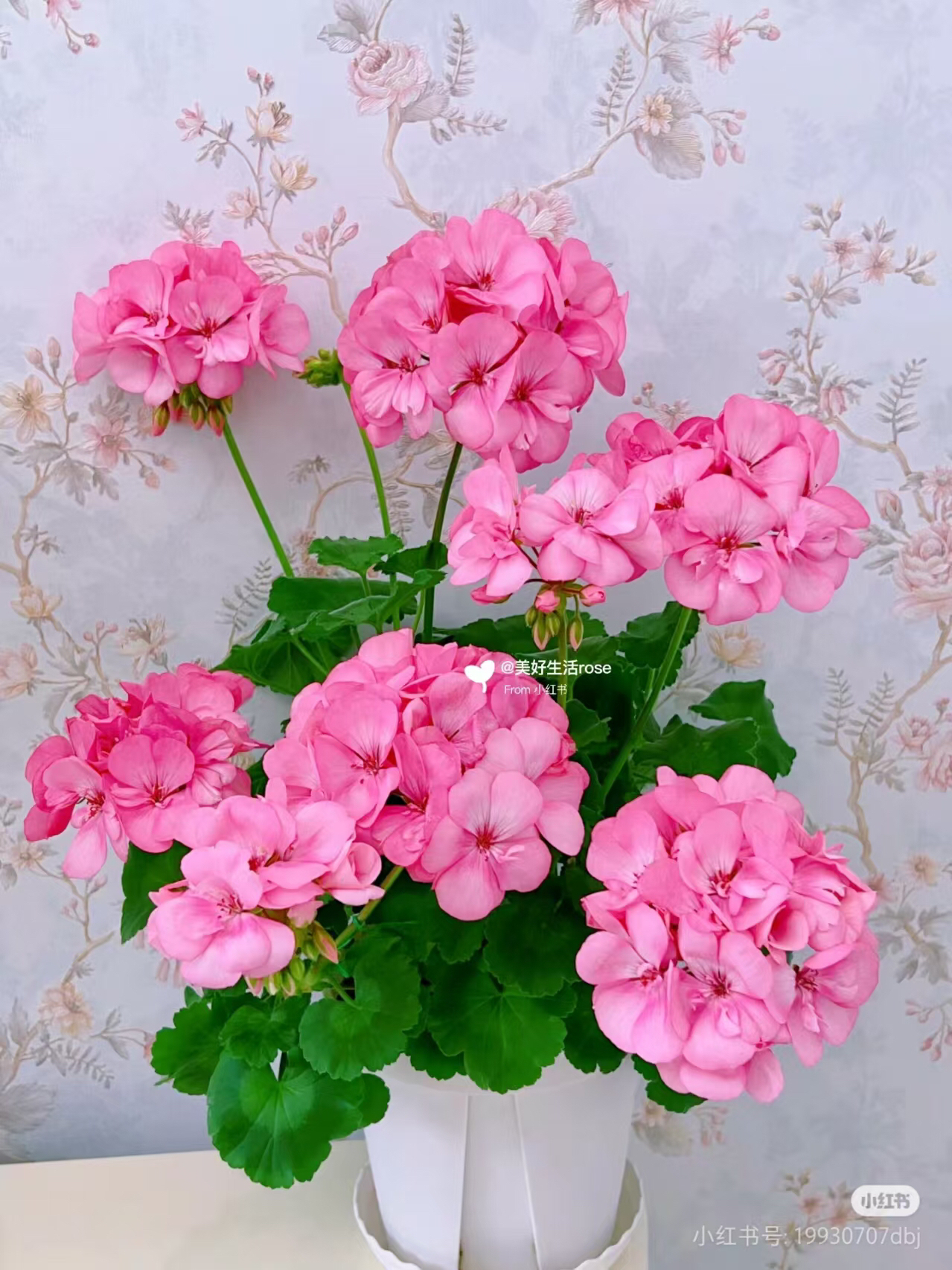 【艾米莉亚】直立天竺葵（零下拍保温冻坏不售后）